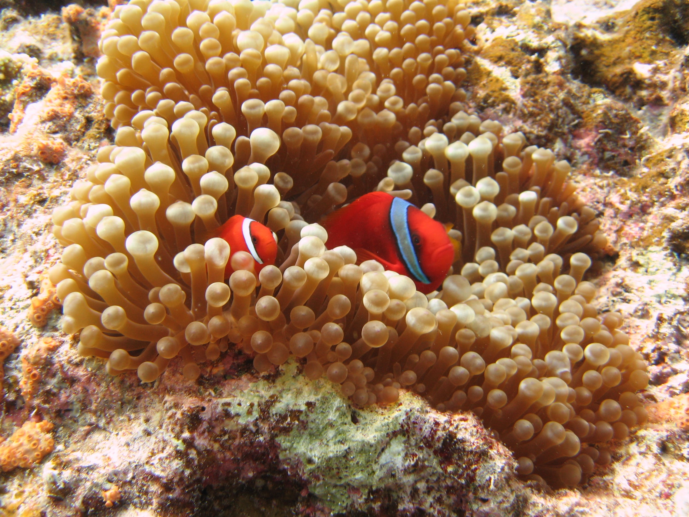 The tomato anemonefish (Amphiprion frenatus) in a bubble tip sea